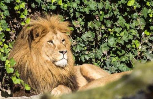 Villa Vittoria - Foto 20