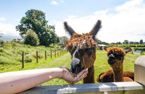 Fferm Fach by Birch Stays - Foto 46