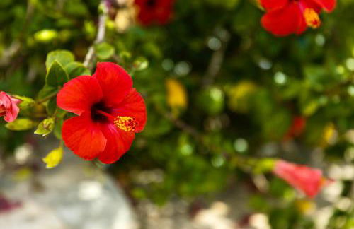 The Alou Apartment 1 - Montiboli - Private Beach - Photo 19