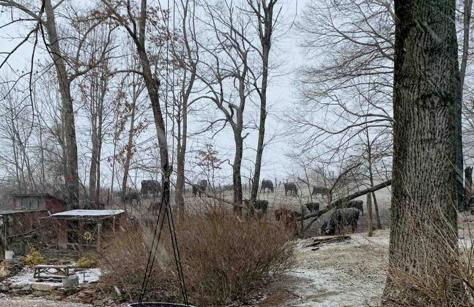 Fairytale: Hot Tub & Trout Stream & Petting Zoo? - Foto 13