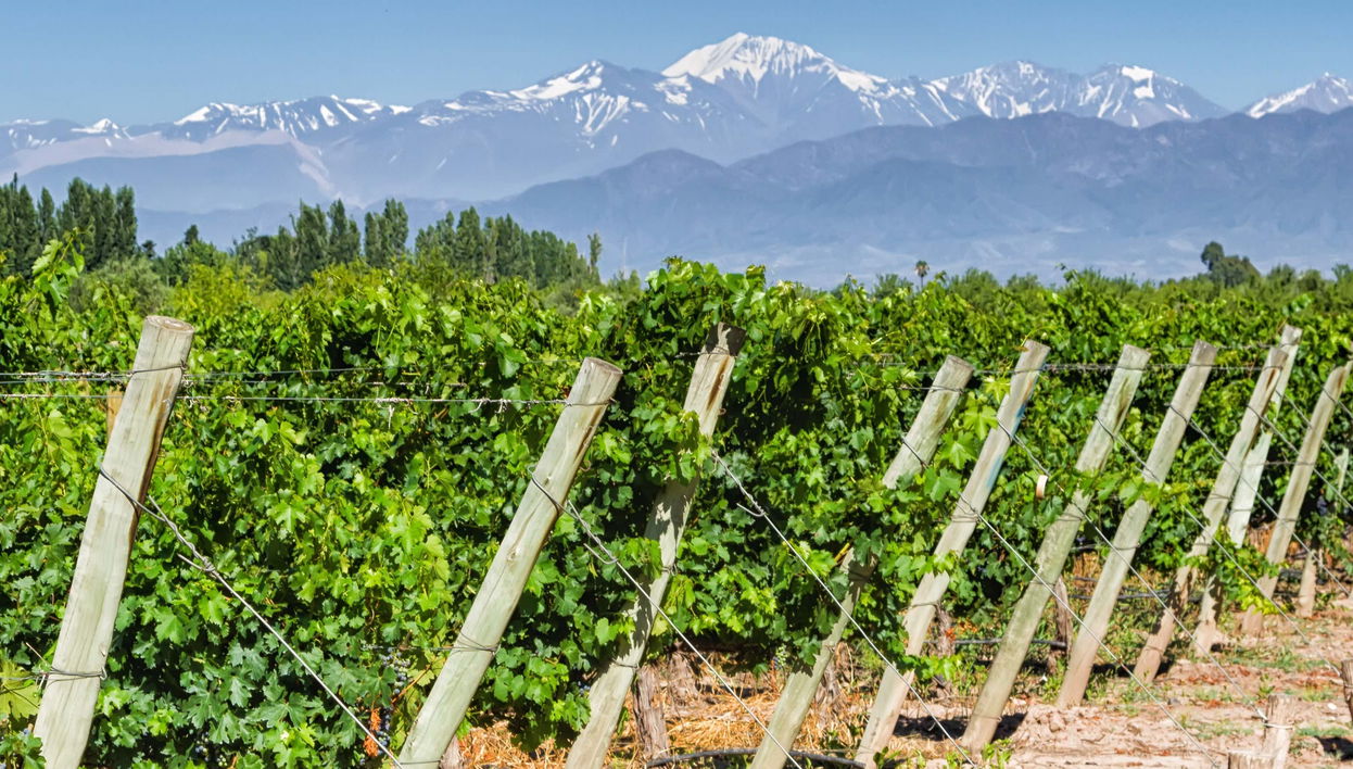 Maipu Wineries Private Tour