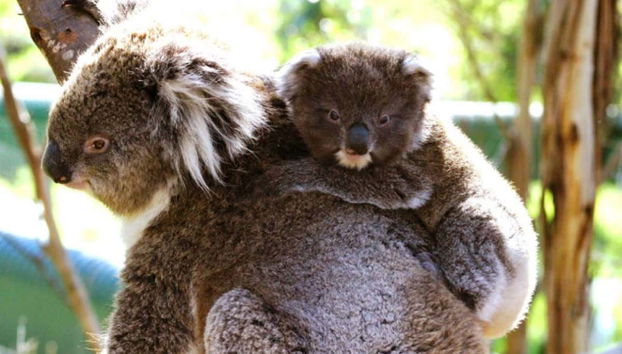 Koala en el centro de conservación de la Isla Phillip
