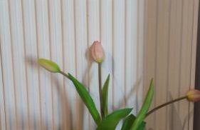 Summer in Mandre - Foto 39