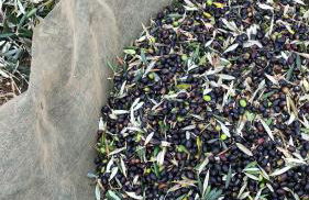 Monte de Stª Margarida - Foto 47