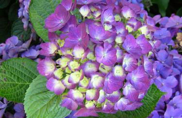 Haus-Auetal - Photo 22