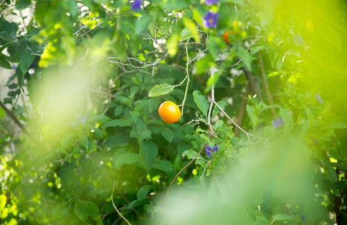 AnnaDes Apartments & Studios Chios - Photo 23