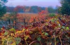 Żurawisko - Domki wśród natury - Foto 55