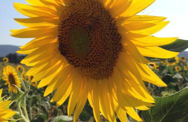 Borgo Rosia Holiday House - Foto 41