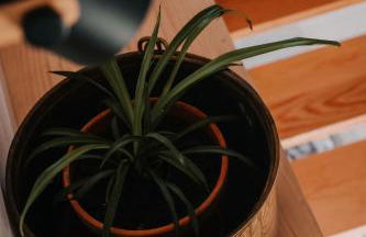 Casa da Mina - Pendilhe - Foto 44