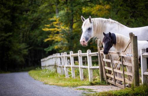 La Sellerie - Foto 17