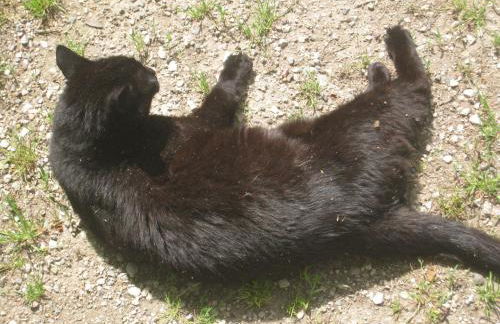 Le Pas des Lanciers - Foto 11