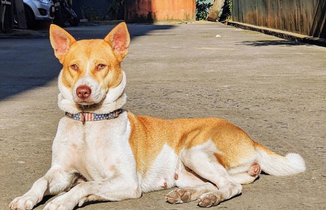 Cozy Guwahati Apartment With City & Mountain Views - Foto 18