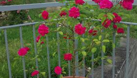 Agriturismo Ca' del Monte - Foto 4