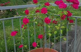 Agriturismo Ca' del Monte - Foto 4