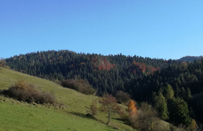 Jaworki Green Dream - Foto 46