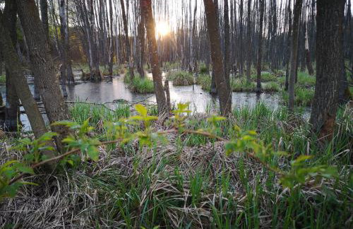 Domek pod lasem podlaskie - Foto 11