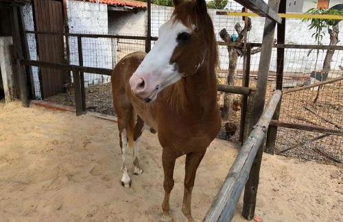 Chacara do Alemao - Foto 47