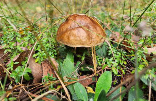 Leśna Osada Wieliszew - Foto 25
