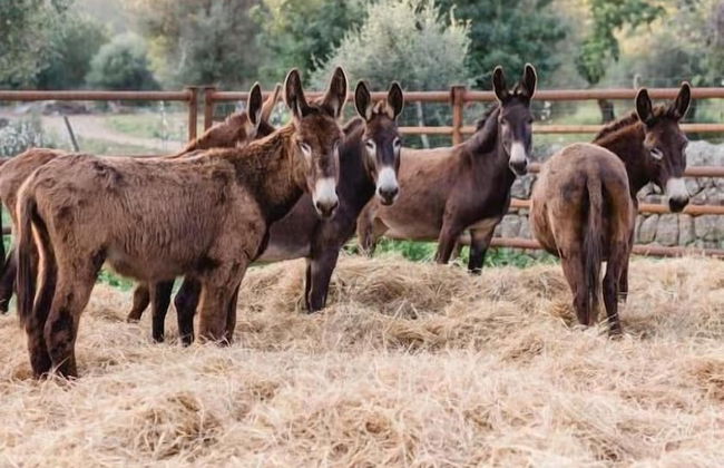 Finca Es Cabas - Photo 51