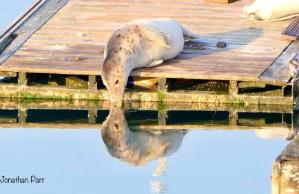 Seaspot is a 1 bed annex ground floor apartment at stunning Broadsands Beach nr Brixham! - Foto 22