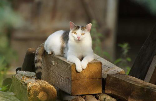 FeWo Die Dittrichs - Photo 9