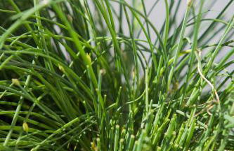 Kaffeehaus Blaslhöhe - Foto 38