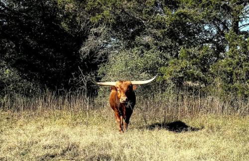 Modern Farmstay Cabin with Friendly Animals, Pond Views & Nature Trails Near Cedar Creek, Texas - Photo 70