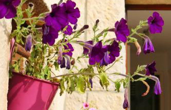 Studio Airport Dubrovnik - Photo 20