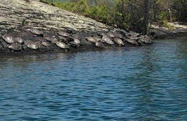 HoneyBee Homes - Foto 49