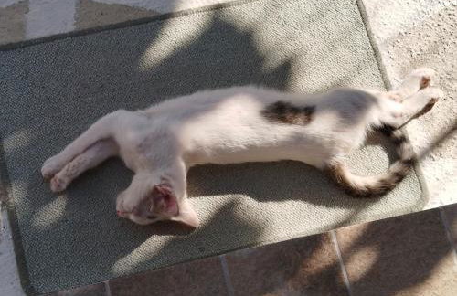 Harmony Apartments - Foto 76