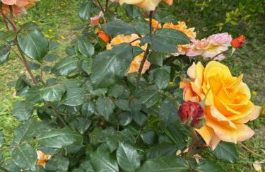 Potamos Townhouse & Shared Garden - Foto 20