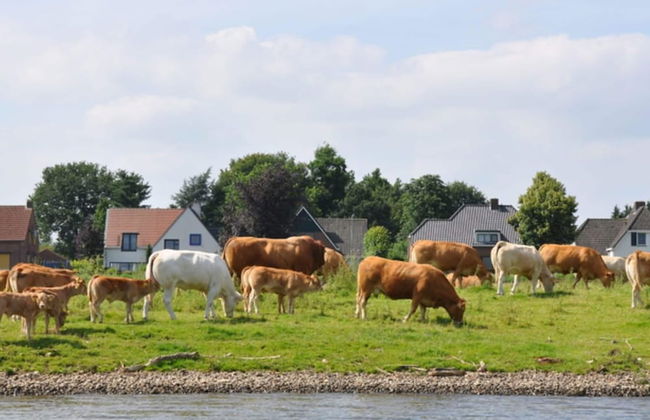 Holiday Home in Baarlo With Wood-fired Hot Tub - Photo 31