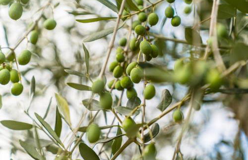 Agriturismo la Casina - Foto 18