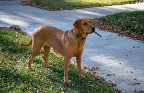 Maple House Large Vacation Home, Sleeps 7 Pet Friendly Great Location - Foto 27