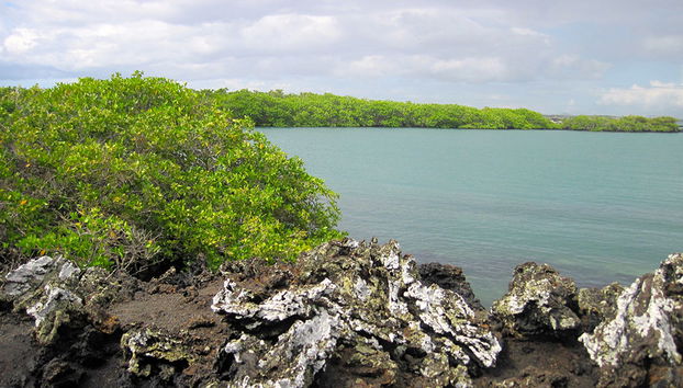 Tintoreras-Bucht-Tour - Foto 4