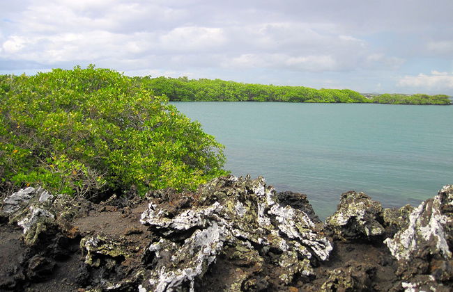 Tintoreras-Bucht-Tour - Foto 4