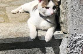 Residence Ai Laghi - Foto 16