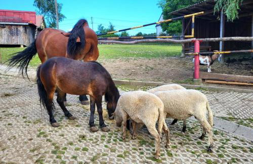 Koperkowe Rancho Beskid Wyspowy Domek Małopolskie KAMIONNA - Foto 67