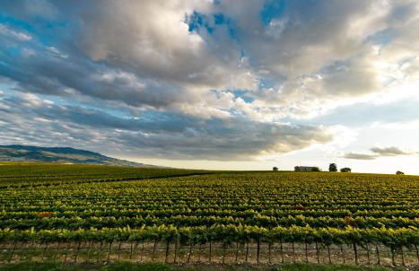 Wine Relais In Montecucco - ColleMassari Hospitality - Foto 46