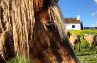 Monte da Rochela - Foto 12