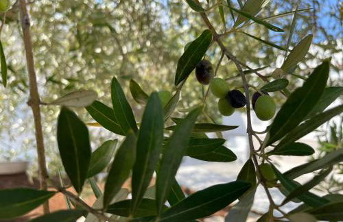 Villa Incanto Pina - Torre Canne - Foto 24