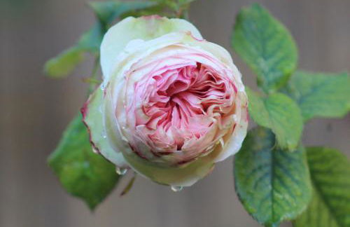 Gîtes à l'ombre des chênes - Foto 53