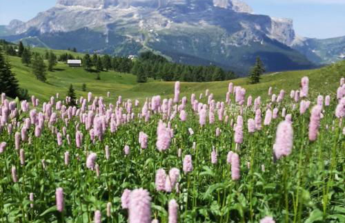 Chalet Apartments Ambria - Photo 13