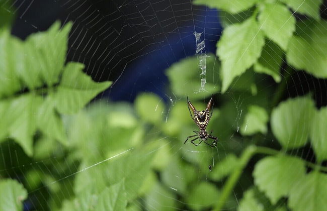 Pura Natura Lodge Arroyo - Foto 53