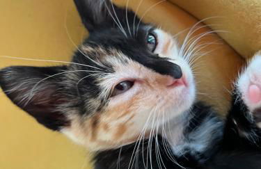 Cottage at FLAMINGAS PLACE - Photo 24