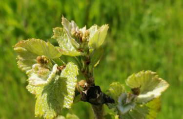 Quinta dos Mouras - Foto 32