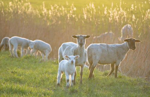 Alte Schule Westerhever Dünenkieker - Foto 35