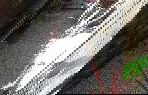 Needles Cottages - Foto 36