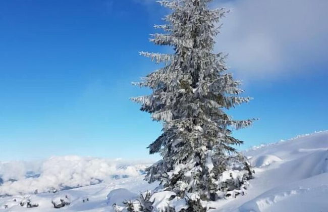 Flachauer Bergkristall - Foto 15