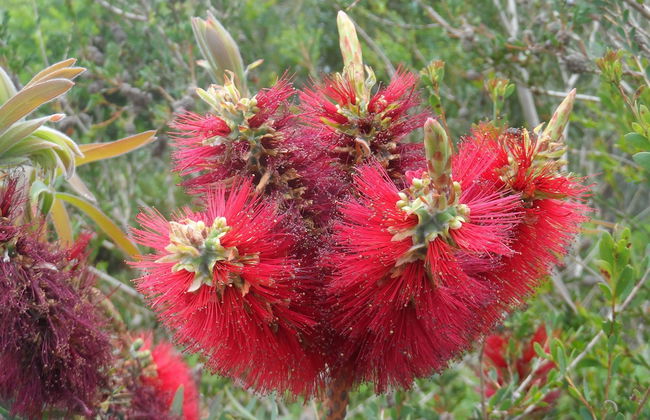 Tennessee Hill Chalets - Foto 18